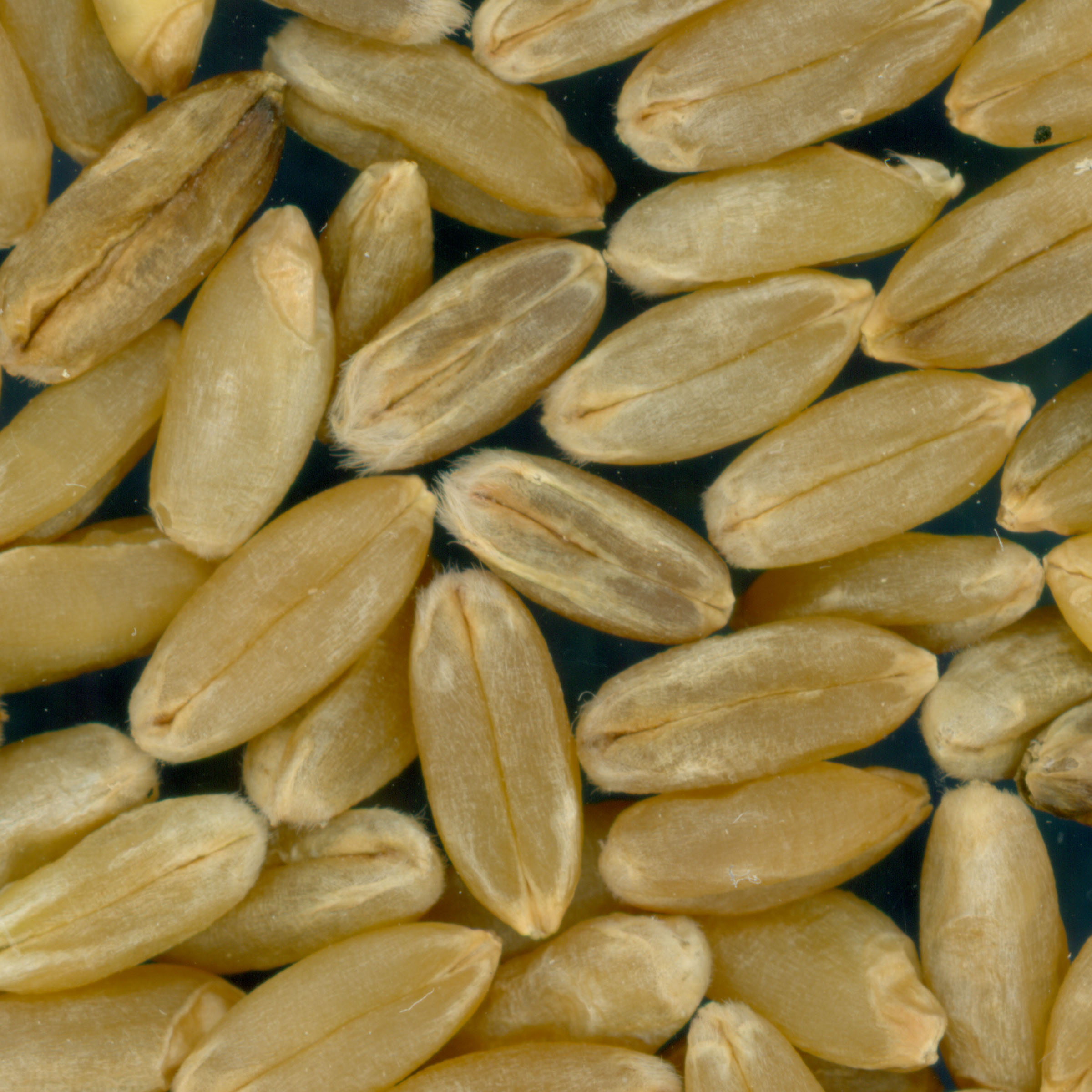 Click for 2 image(s) for this accession. KERNELS